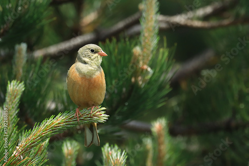 Ortolan bunting, Emberiza hortulana, beautiful songbird on tree branch