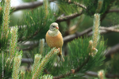 Ortolan bunting, Emberiza hortulana, beautiful songbird on tree branch
