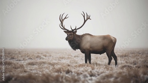 Wallpaper Mural Majestic Elk Standing in a Foggy Field Torontodigital.ca