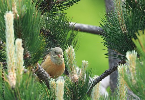 Ortolan bunting, Emberiza hortulana, beautiful songbird on tree branch