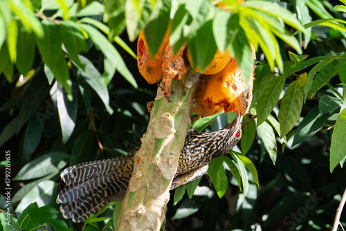 Female Asian koel eating papaya
