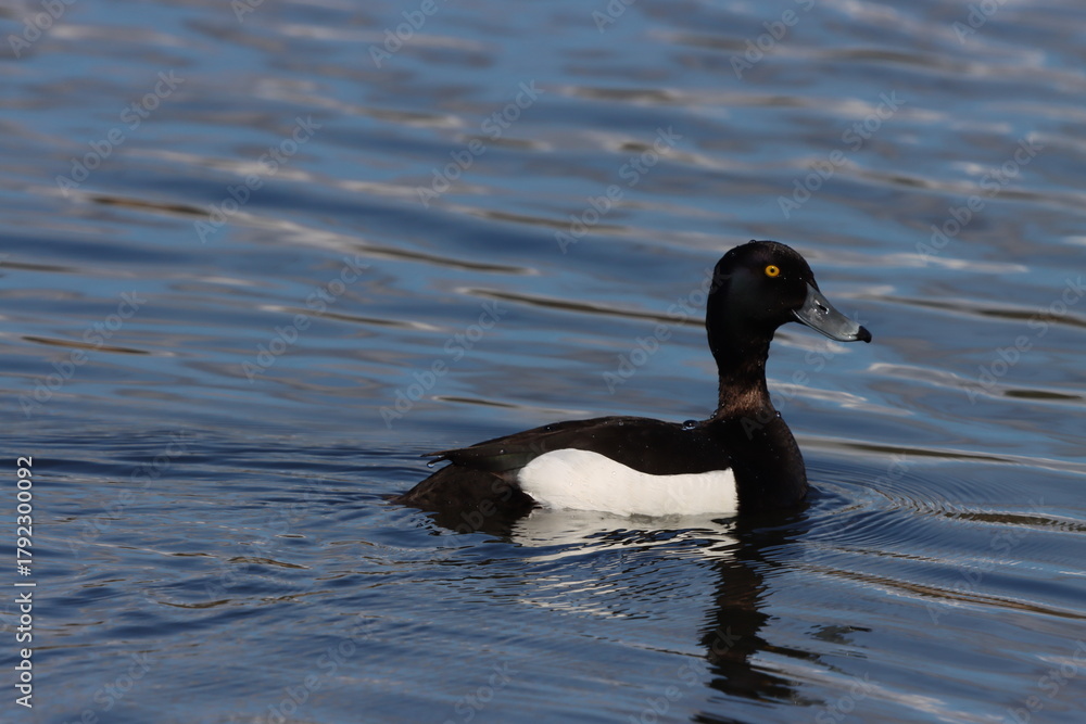 Fototapeta premium Bird on the water