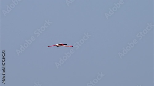 A Greater Flamingo flying in the morning