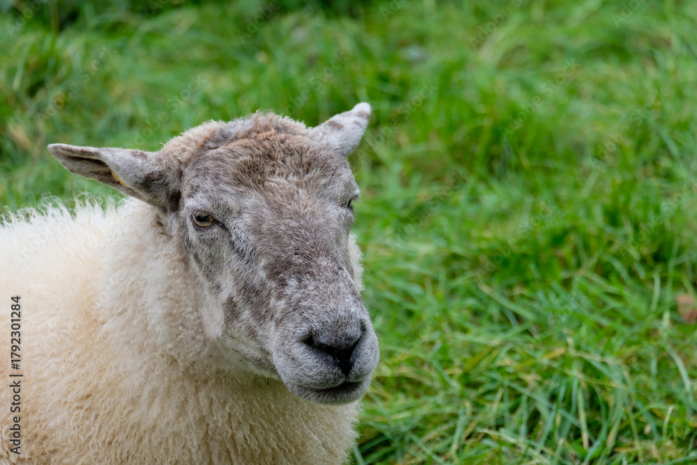 Fototapeta premium close up of a white sheep Presents a sheep in a field. Full-frame composition, green-beige tone. Realistic style, rural background