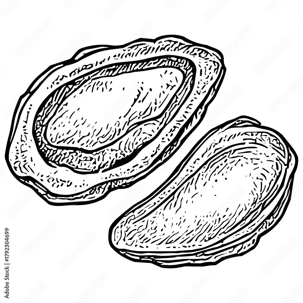Fototapeta premium Abalone