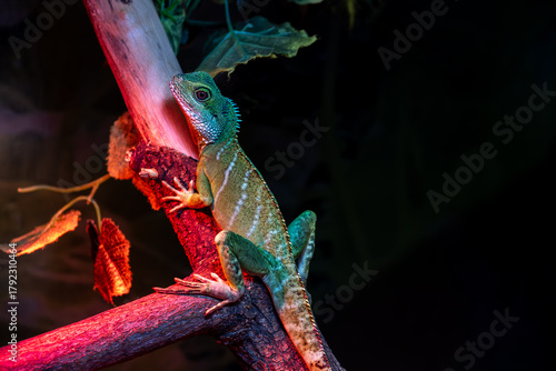 A species of lizards from the Agamaceae family.Agama lizard on a branch in close-up.