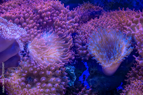 Plants in the aquarium close-up.