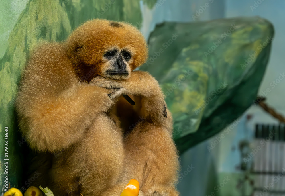 Obraz premium Sad gibon monkey at the zoo.