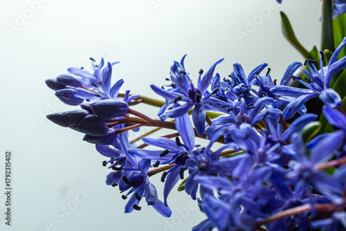 Flower design - floral border made of Scilla bifolia two-leaf squill or alpine squill isolated on white background with space for text. Spring decoration