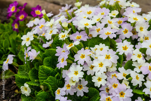 Spring flowers. Blooming primrose or primula flowers in a garden