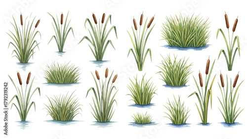 A collection of realistic watercolor illustrations depicting various cattails, reeds, and wetland grasses growing in water, isolated on a transparent background.