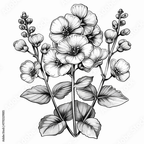 Rapeseed Flower sketch engraving generative ai vector illustration. Scratch board imitation. Black and white image.