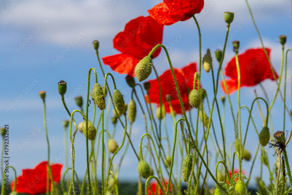 Obraz premium Papaver rhoeas or common poppy, red poppy is an annual herbaceous flowering plant in the poppy family, Papaveraceae, with red petals