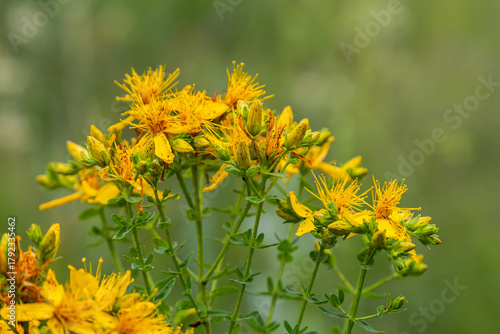 Fotografie flowers of Saint Johns wort, Hypericum perforatum
