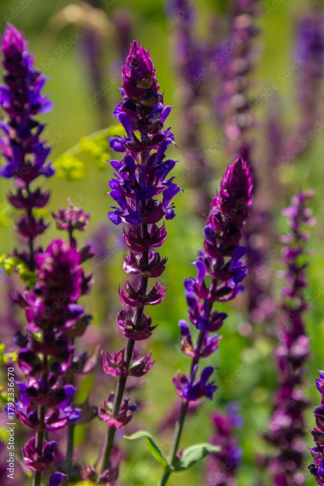 Obraz premium Salvia nemorosa, forest sage, beautiful bright color, violet blue flowers in bloom, muscadine flowering ornamental plants in the garden