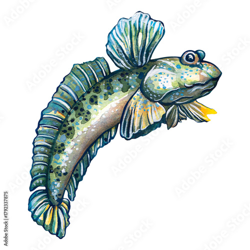 Mudskipper fish. Periophthalmus. Watercolor painting depicting fish on a white background.