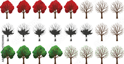 Seasonal tree transitions, autumn, winter, spring, summer foliage changes, deciduous tree cycle, nature evolution, vector illustration, educational design