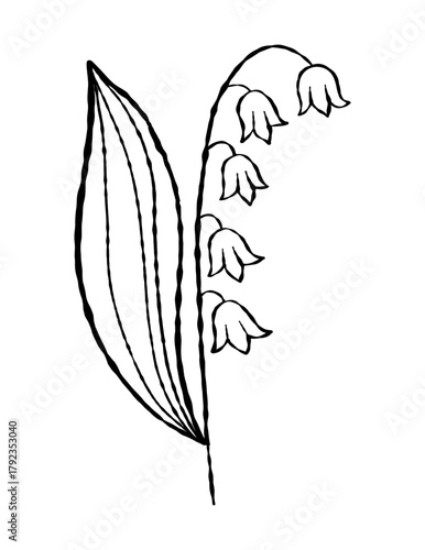 Outline lily of the Valley. May Spring Flower. Textured Hand-drawn. Vector illustration. Not AI .