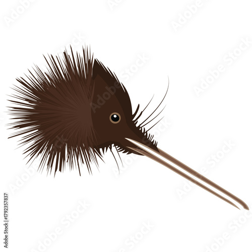 kiwi bird brown beak and head.