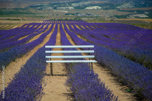 A white bench stands in a lavender field. Organic Photo Zone in a field of flowers. An empty shop in flowers
