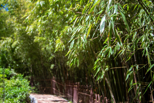 A path among the bamboo thickets