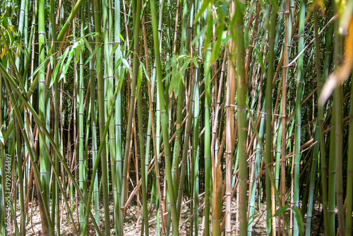 A background of green bamboo shoots. bamboo texture, green bamboo thickets, natural materials concept, renewable natural resources