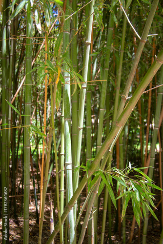 Background of green bamboo shoots