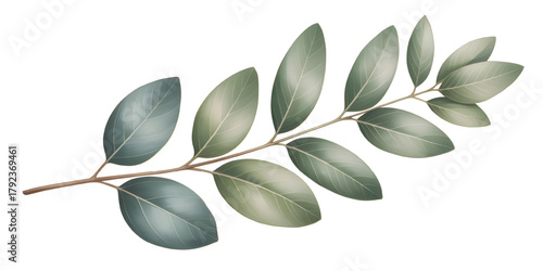 With transparent clipart botanical sprig muted tones eucalyptus green