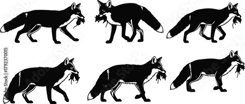Black and white fox silhouette illustration hunting prey, wild animal with mouse in mouth, predator wildlife vector art design