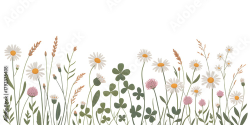Transparent elements daisies grasses clover meadow wildflower