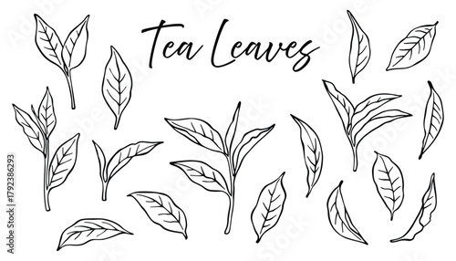 Tea leaves vector illustration hand drawn botanical elements