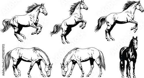 Horse silhouette vector, rearing, grazing, standing, walking, equine anatomy, animal motion, black illustration, graceful poses, wildlife design, natural posture