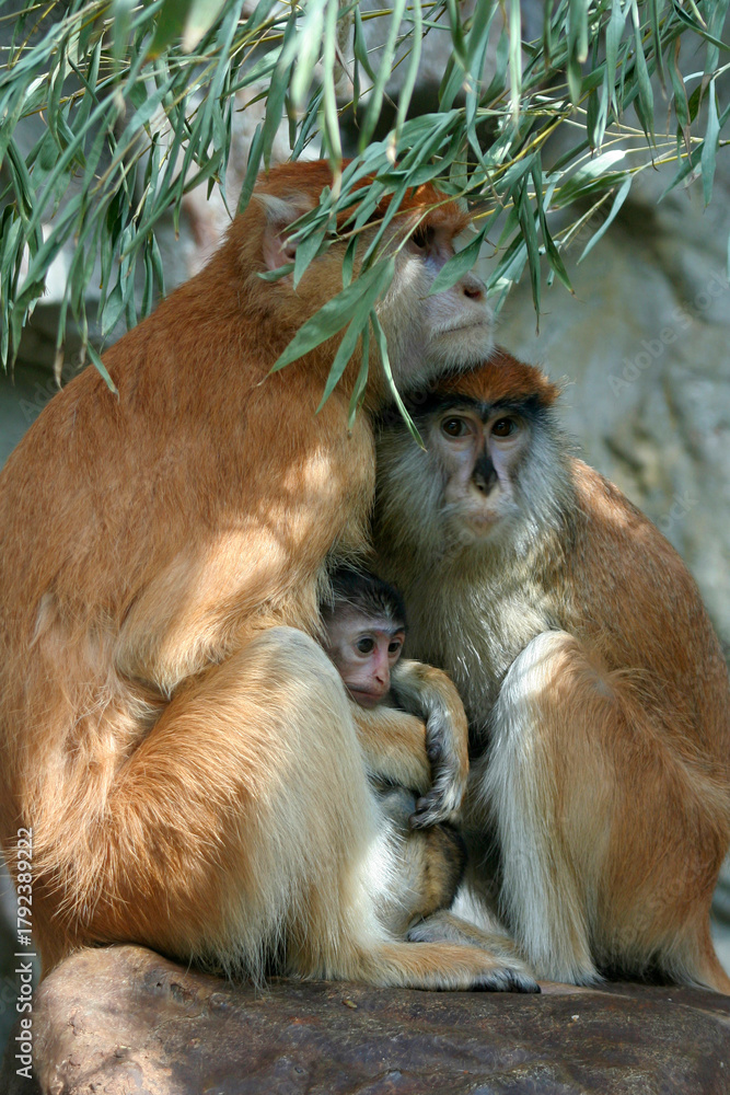 Obraz premium Husarenaffe (Erythrocebus patas) Familie sitzt unter Busch
