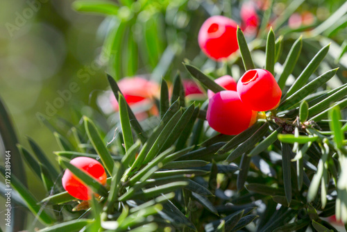 Europäische Eibe (Taxus baccata) Früchte