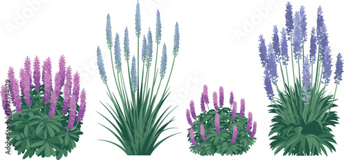 Beautiful lavender and sage flower plants illustration, botanical garden herbs, aromatic purple blossoms, natural foliage, healing plants, floral greenery, vector design, garden art