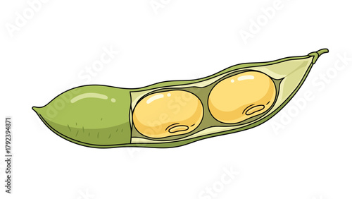 An illustration of a single opened soybean pod with two yellow beans