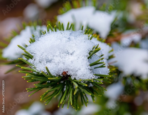Snow-Capped Pine Needle