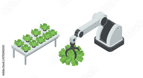 Isometric farming robot harvesting lettuce in smart agriculture