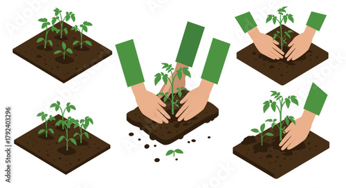 Isometric gardening with hands planting young tomato seedlings on soil