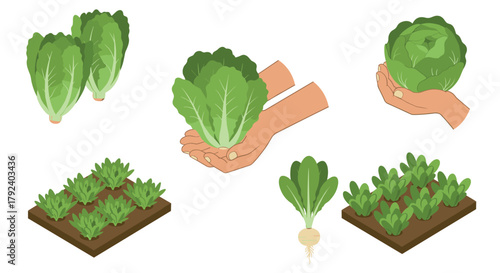 Fresh garden greens cultivating lush vegetables with careful hands