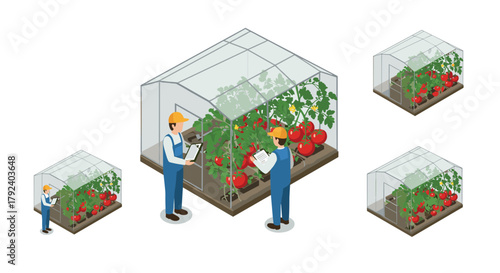 Isometric greenhouse with farmers inspecting tomato plants in various sizes