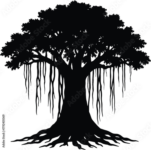 A striking silhouette of a large mature tree with hanging vines