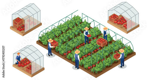 Isometric tomato farming scene with farmers harvesting in greenhouses and field