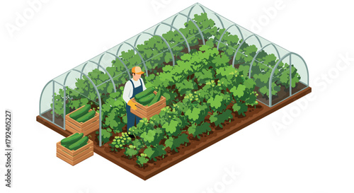 Sustainable farming worker harvesting cucumbers in modern greenhouse