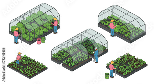 Isometric greenhouse farming scenes with farmers tending plants in various stages of growth