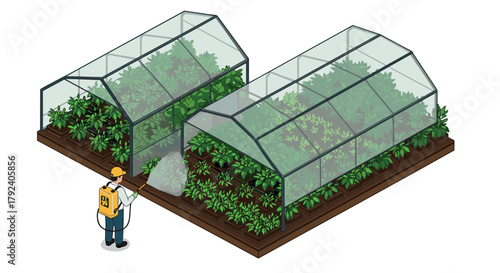 Isometric greenhouse garden with gardener spraying plants