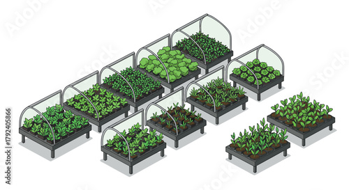 Isometric greenhouse vegetables in raised beds on white background
