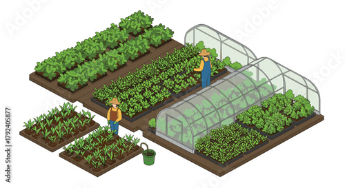 Isometric farming scene with greenhouse and farmers in vegetable gardens