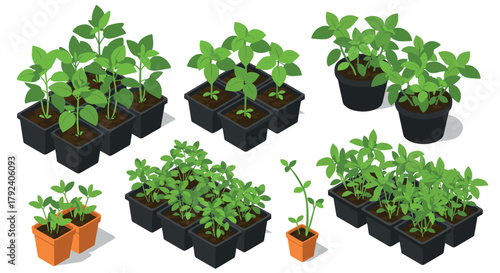 Isometric seedling arrangements with various planting pots and green foliage