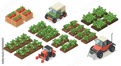 Isometric farm scene with tractors and strawberry plants in garden beds
